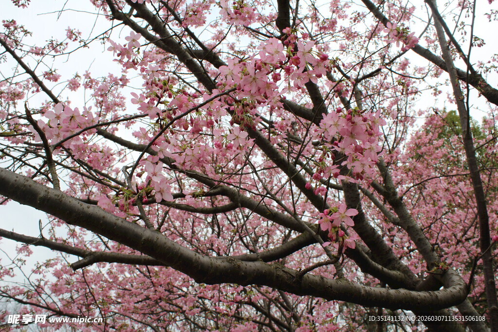樱花