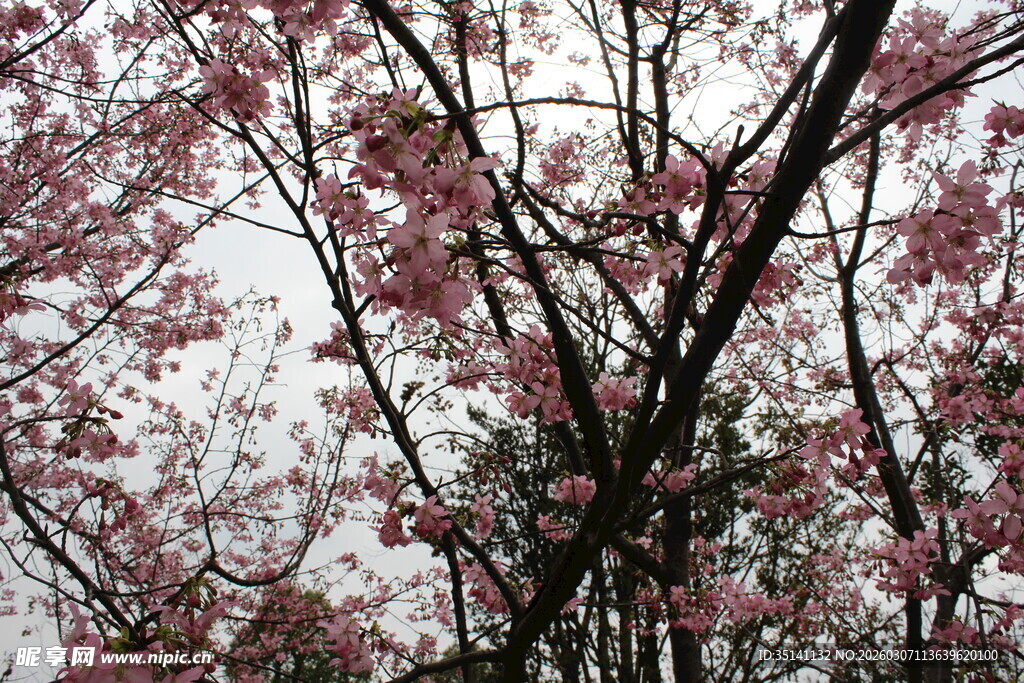 樱花