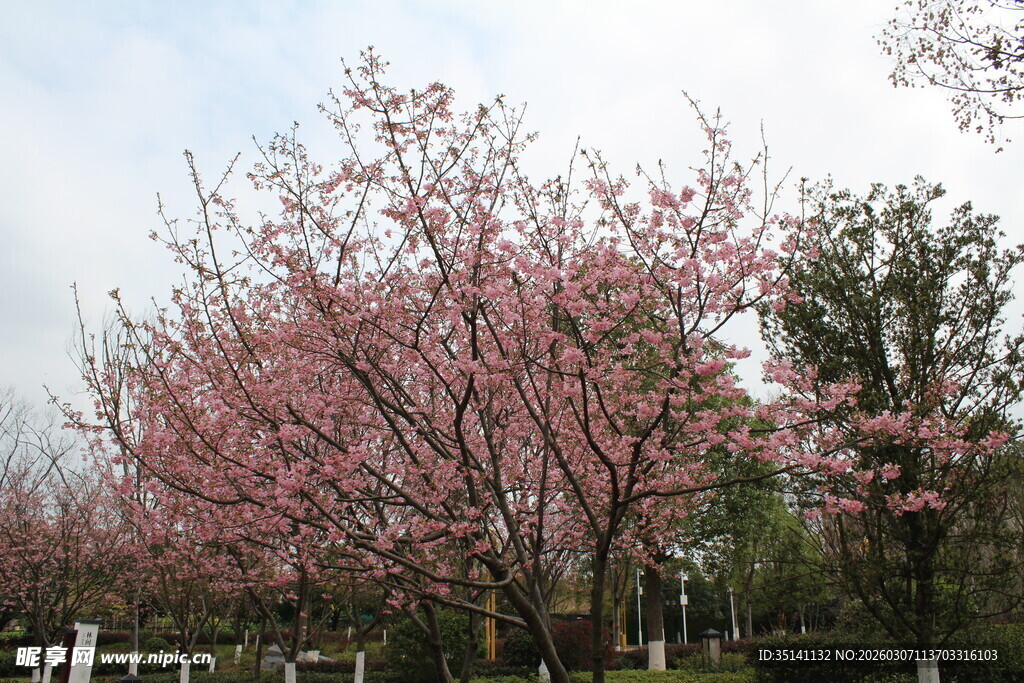 樱花