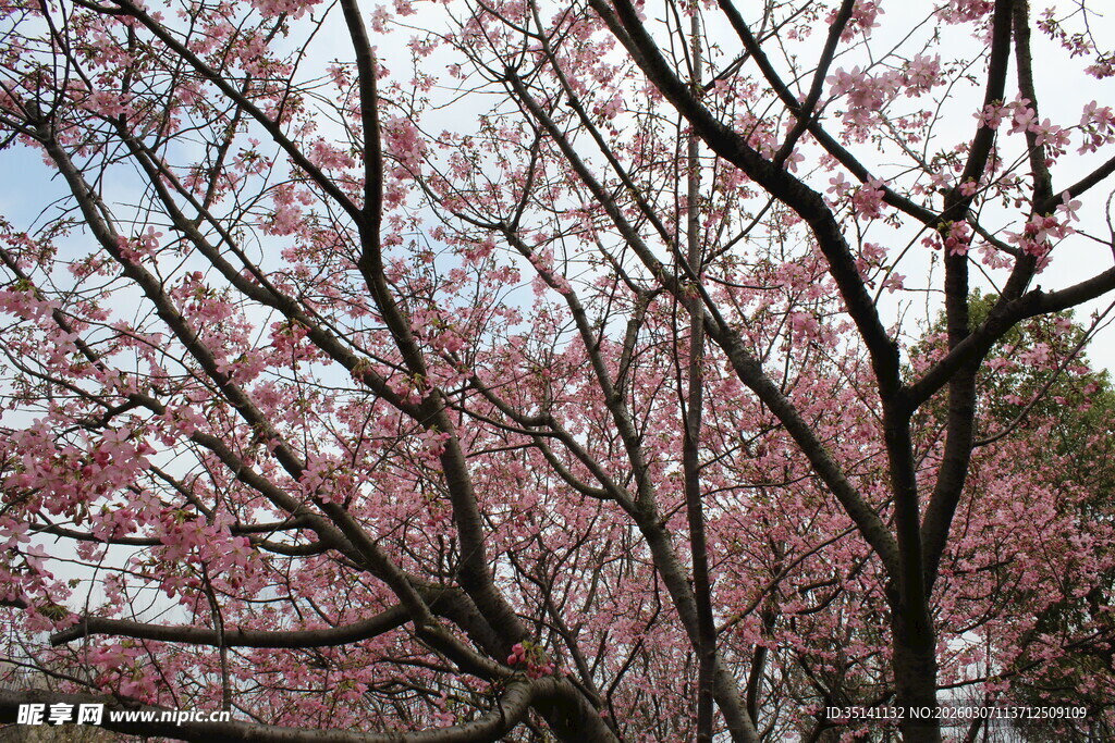 樱花