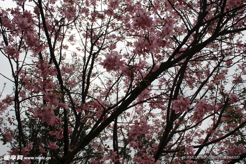 樱花
