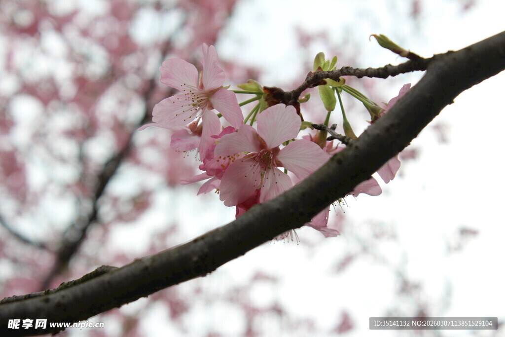 樱花