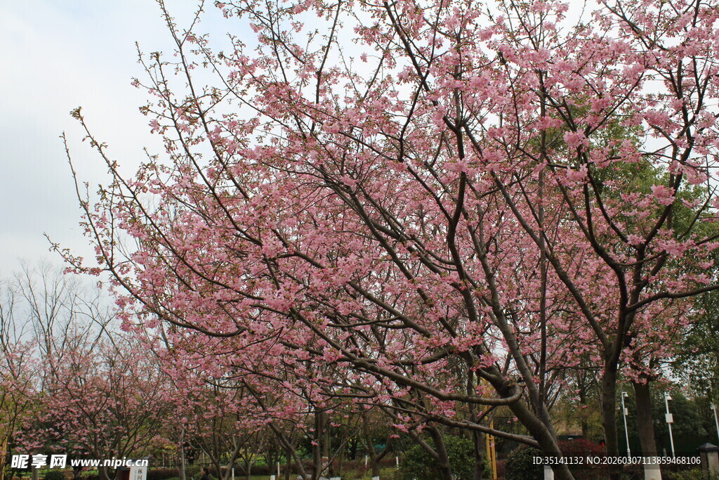 樱花