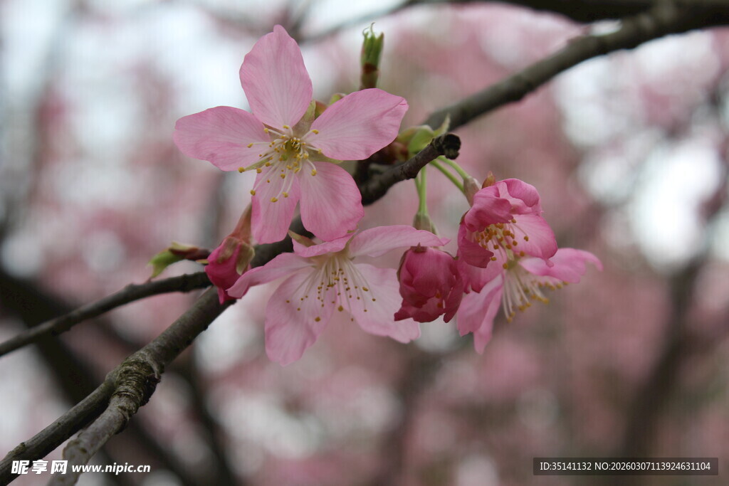 樱花