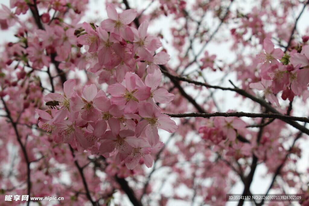 樱花