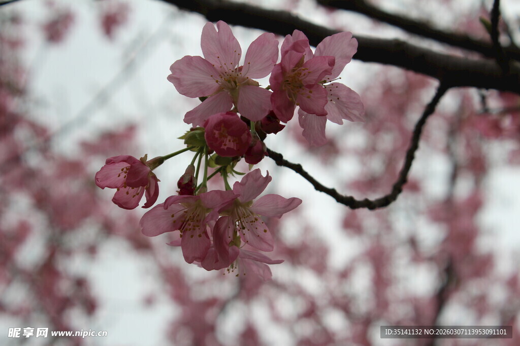 樱花