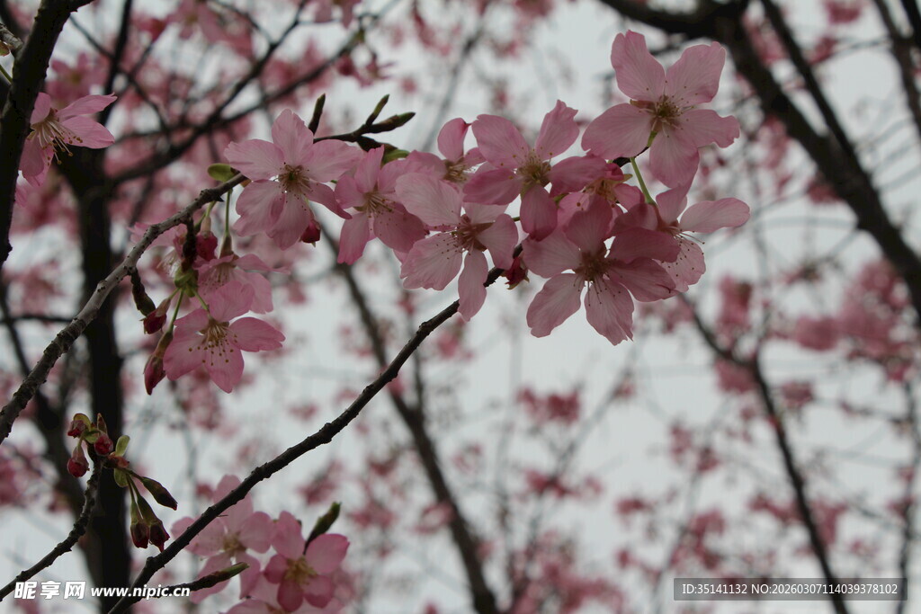 樱花