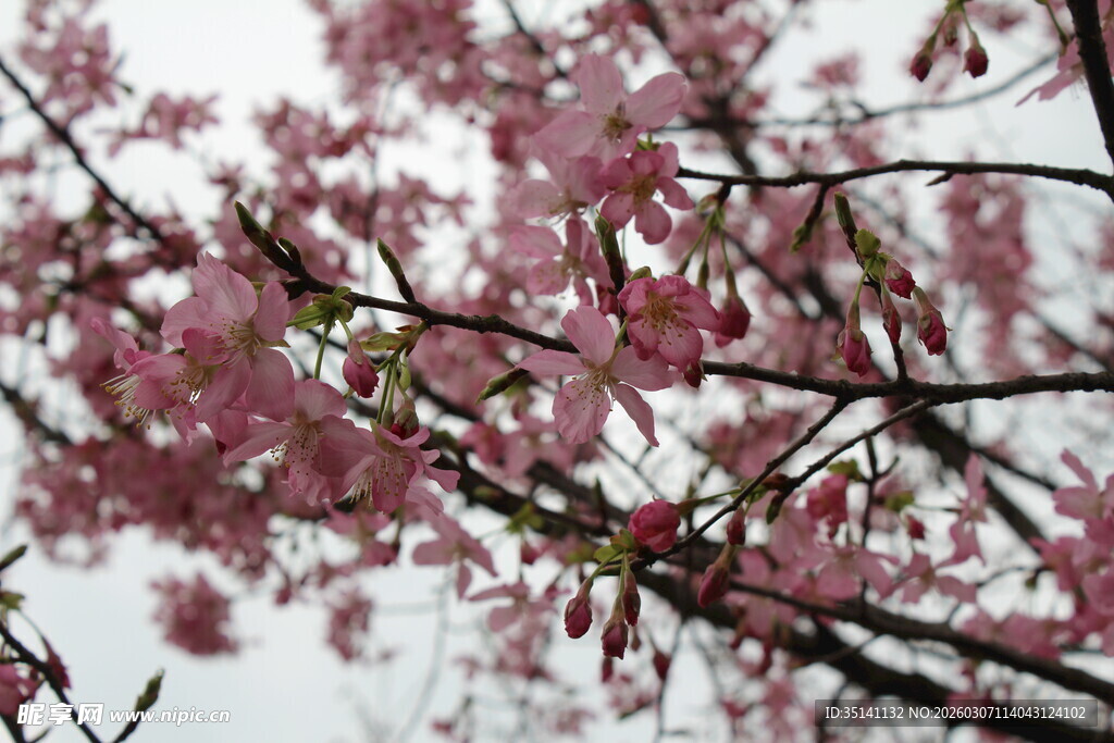 樱花