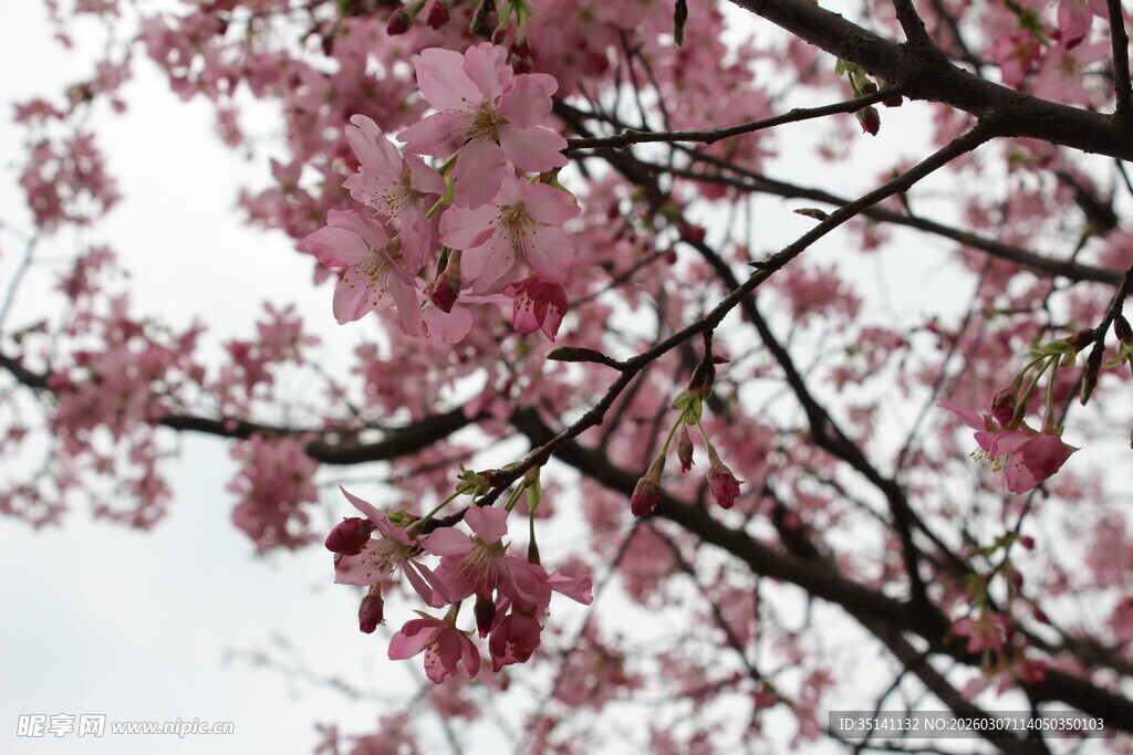 樱花