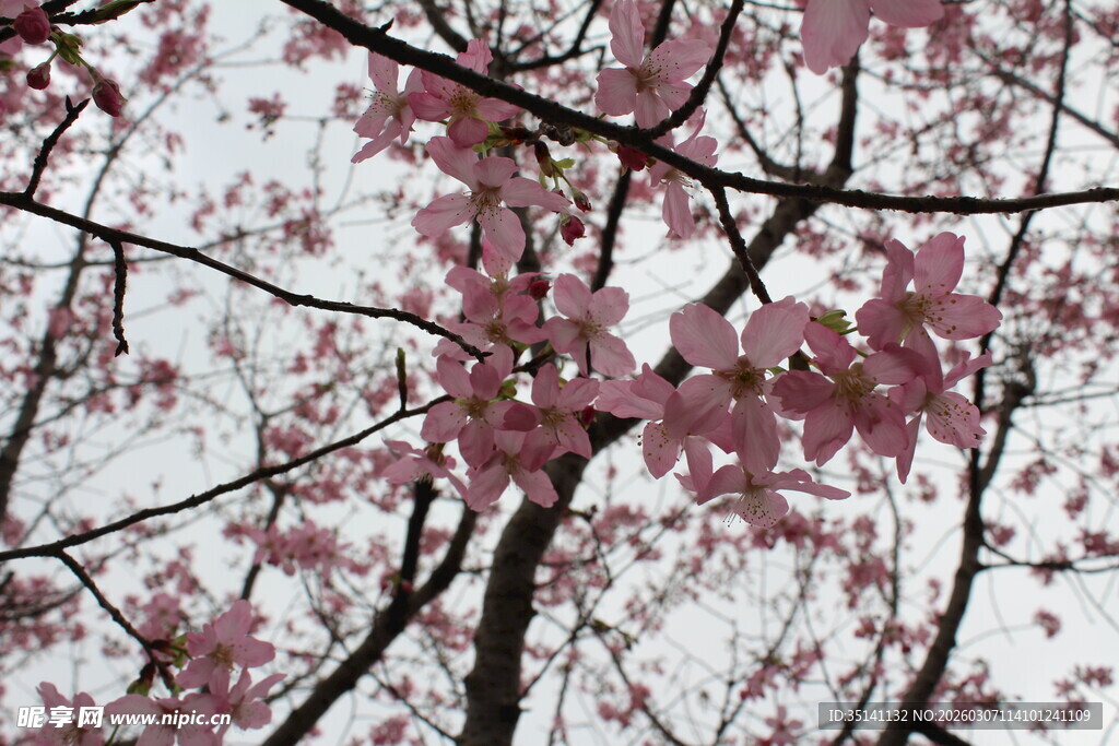樱花
