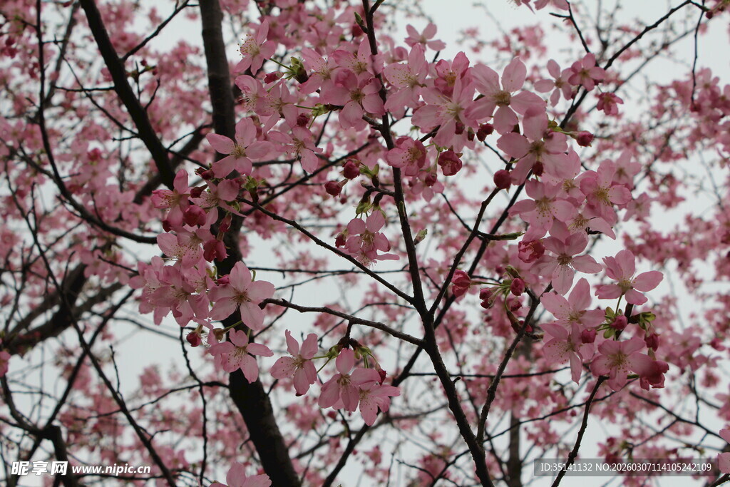 樱花