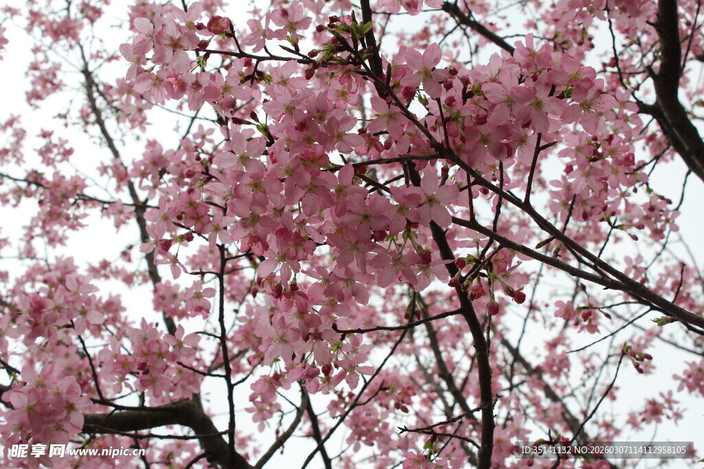 樱花