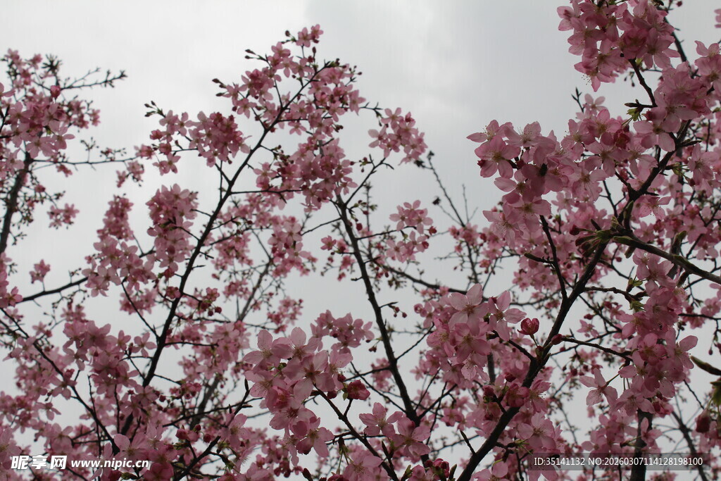樱花