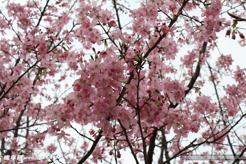樱花