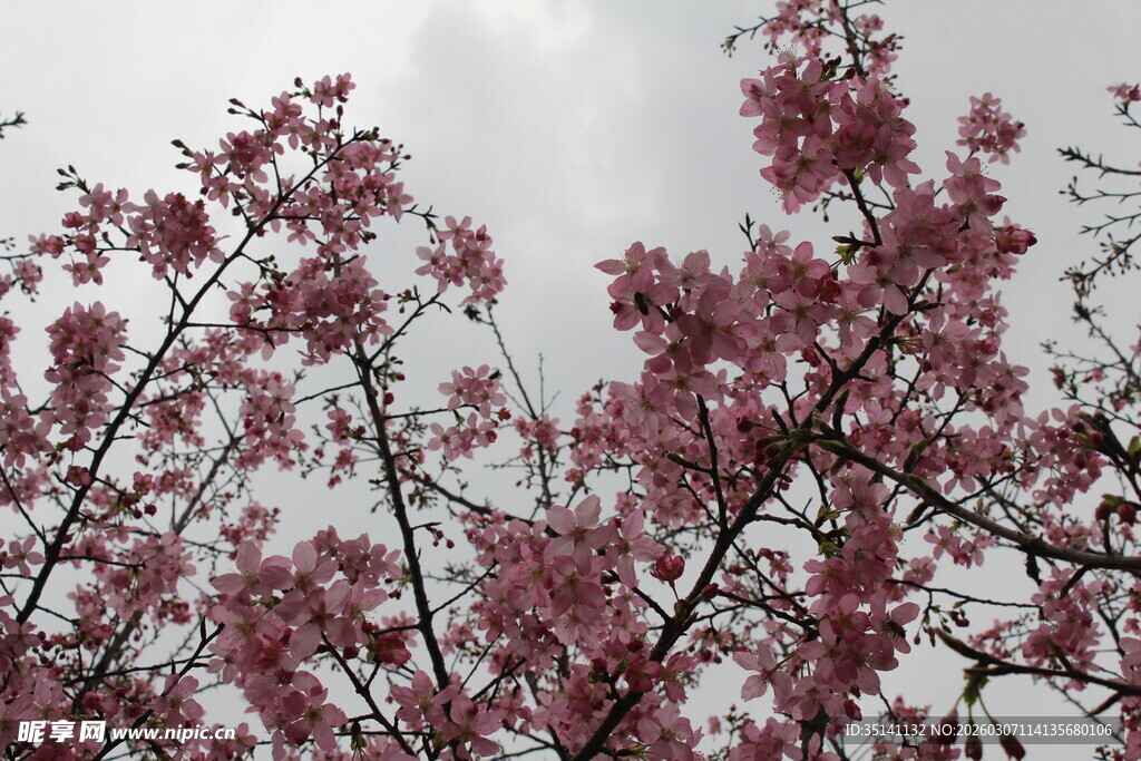 樱花