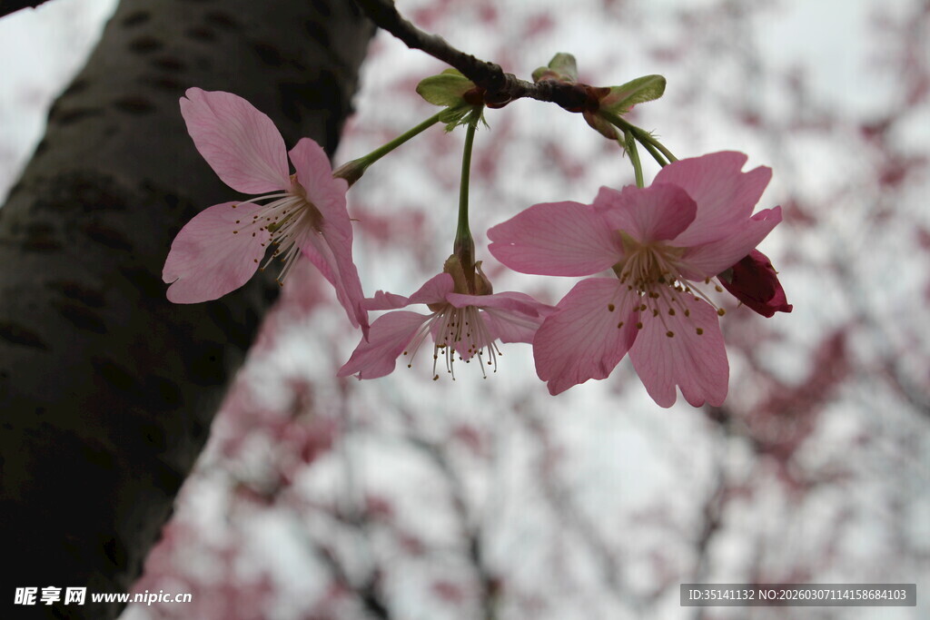 樱花