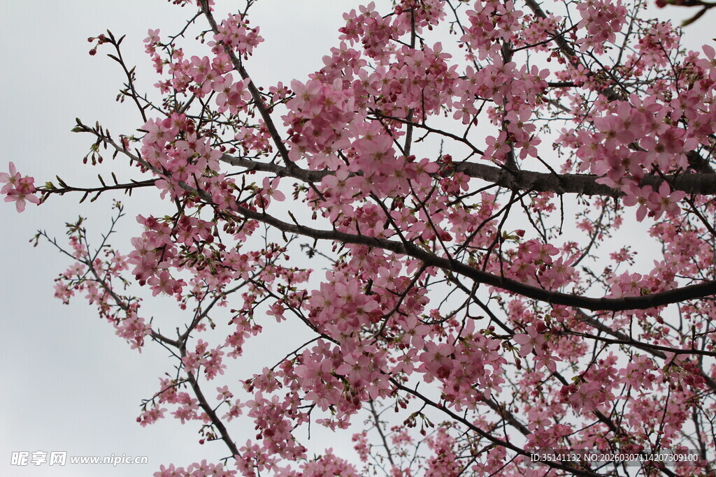 樱花