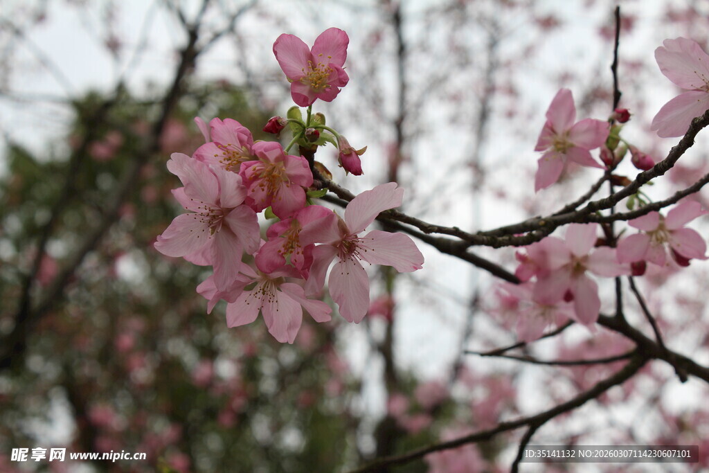樱花