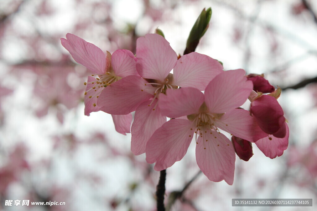 樱花
