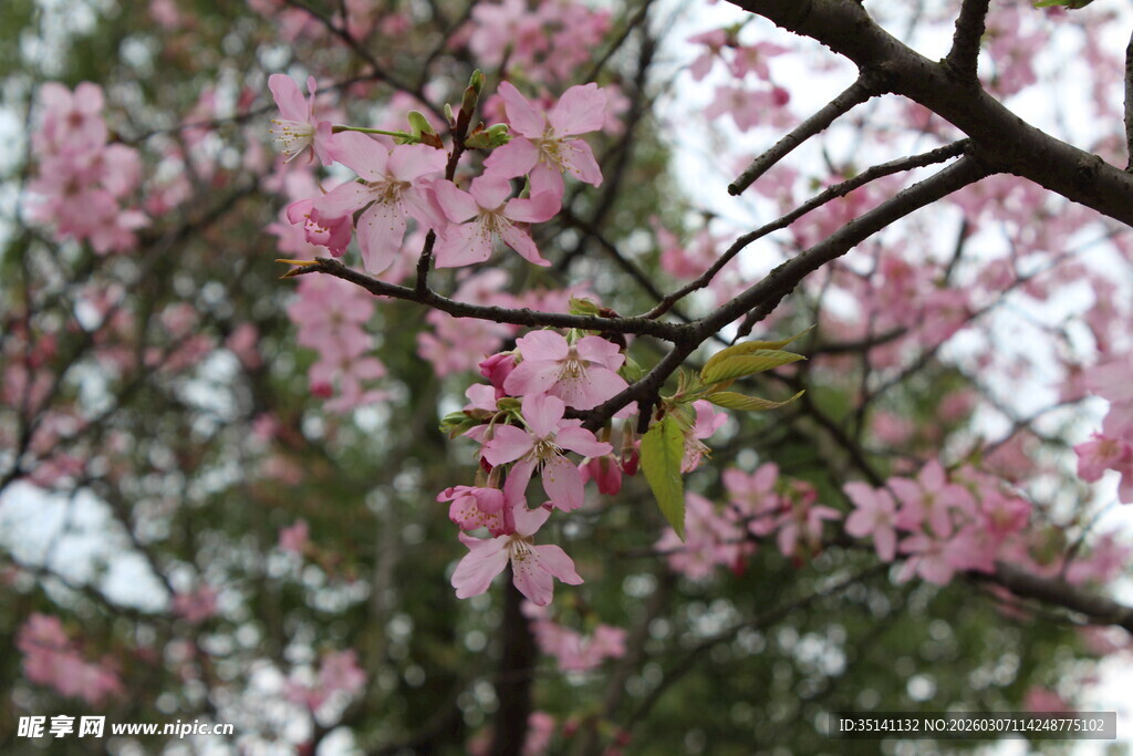 樱花