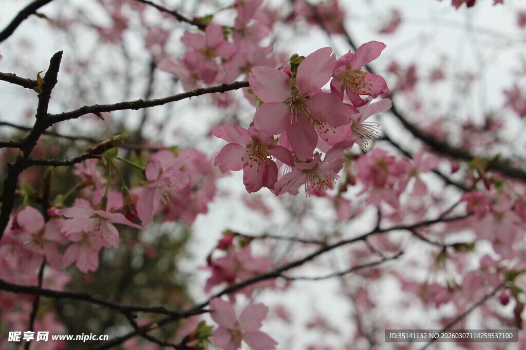 樱花