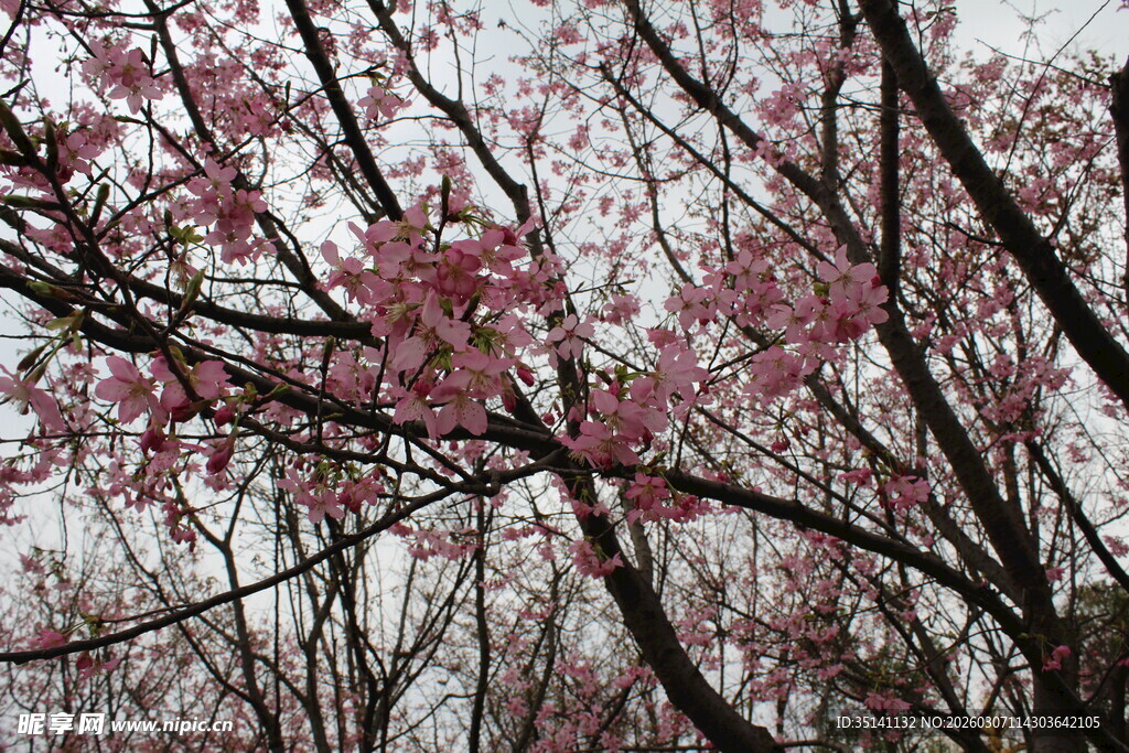 樱花