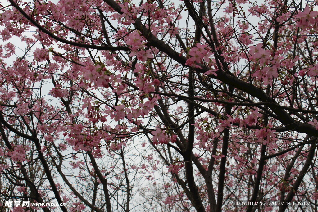 樱花