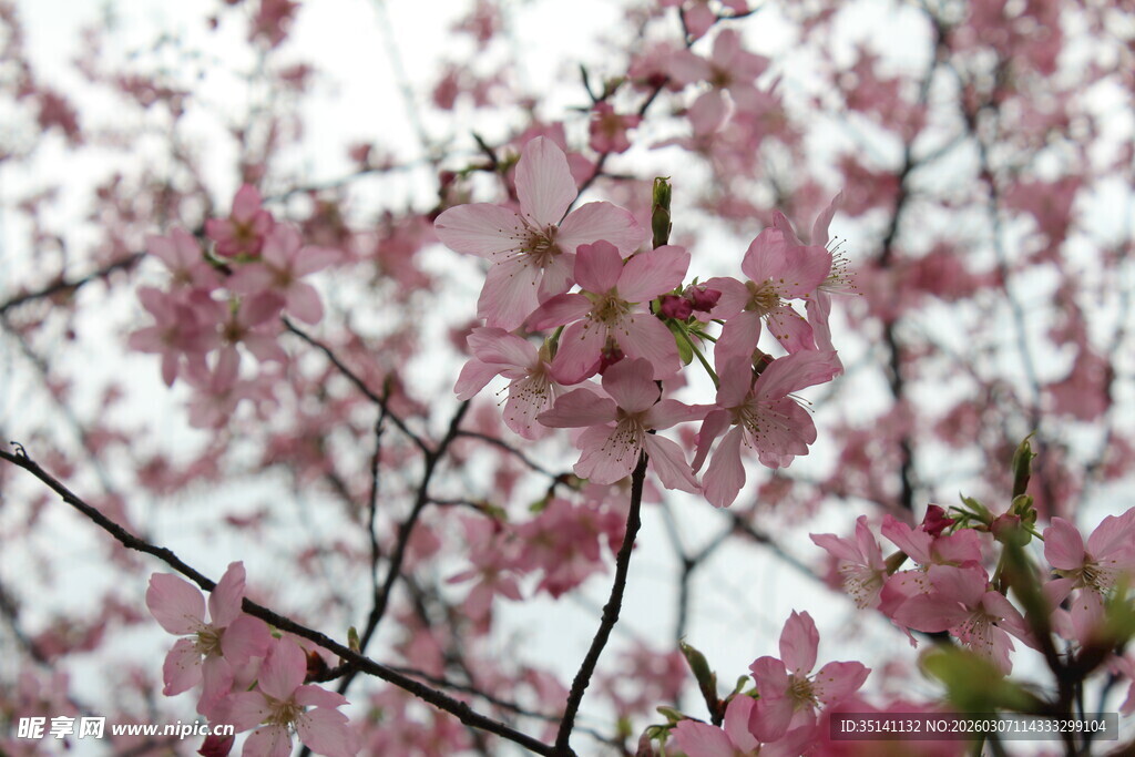 樱花