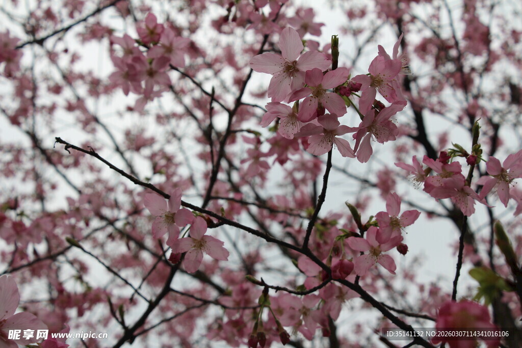 樱花
