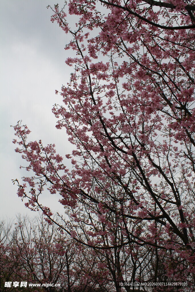 樱花