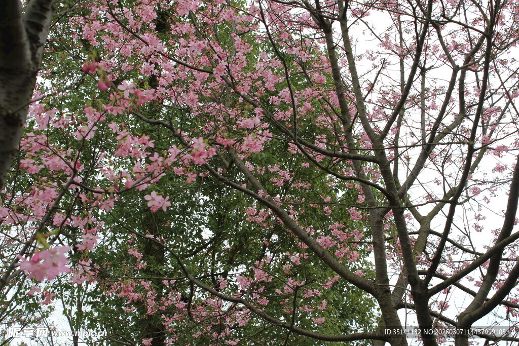 樱花