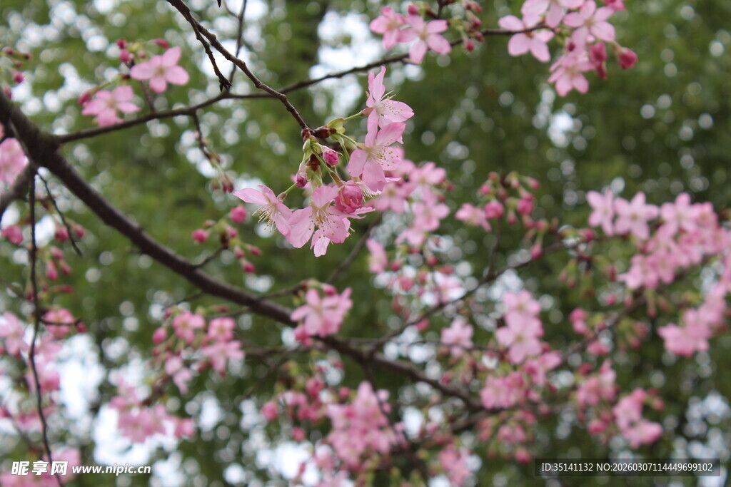 樱花