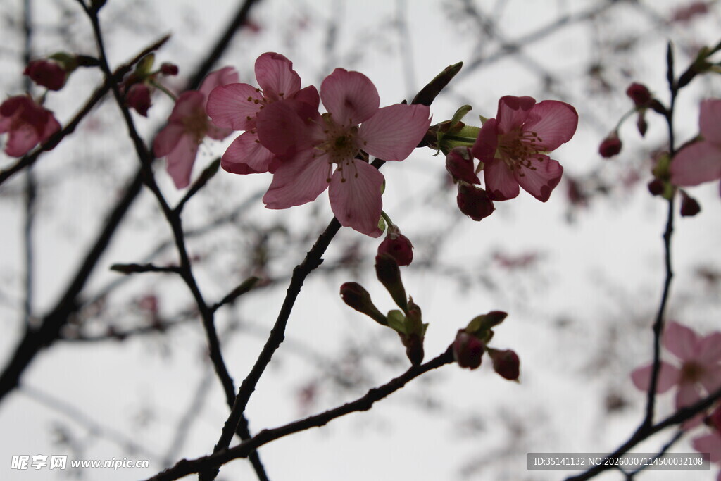 樱花