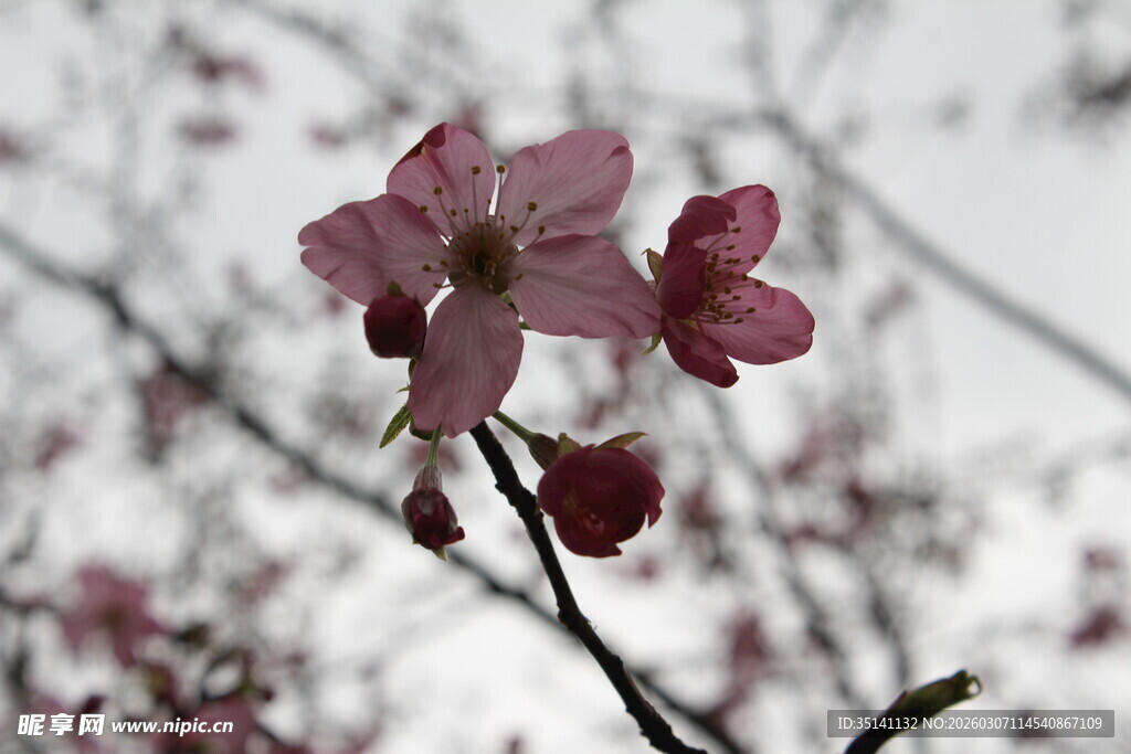 樱花