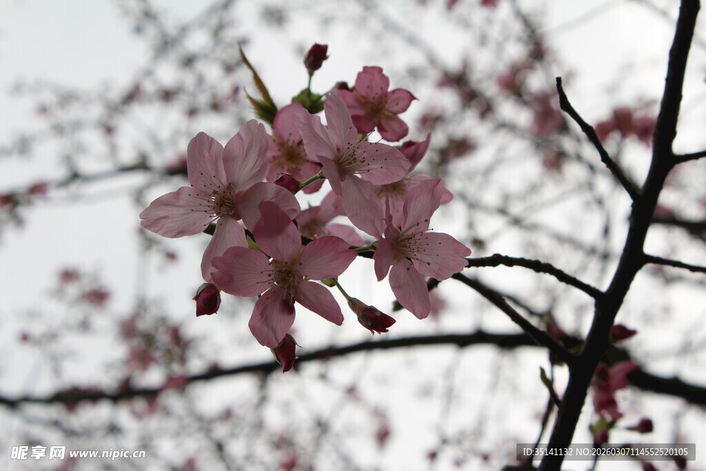 樱花