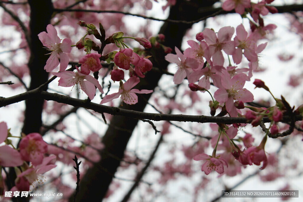 樱花