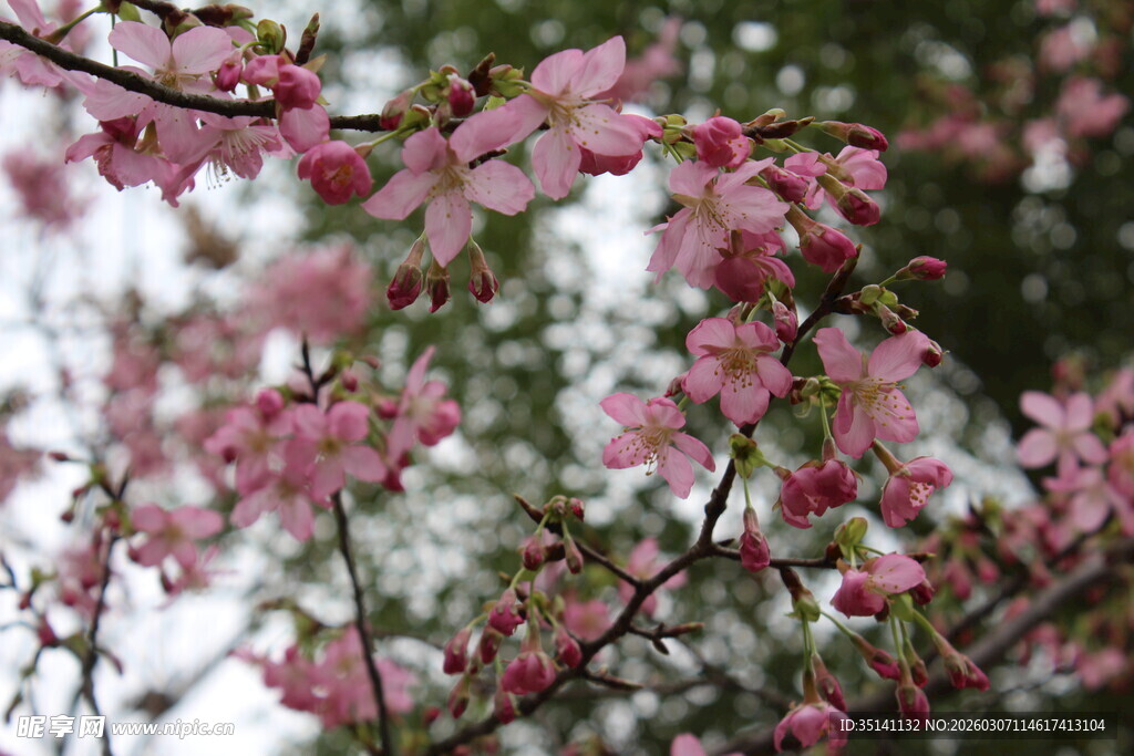 樱花