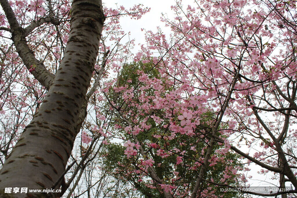 樱花