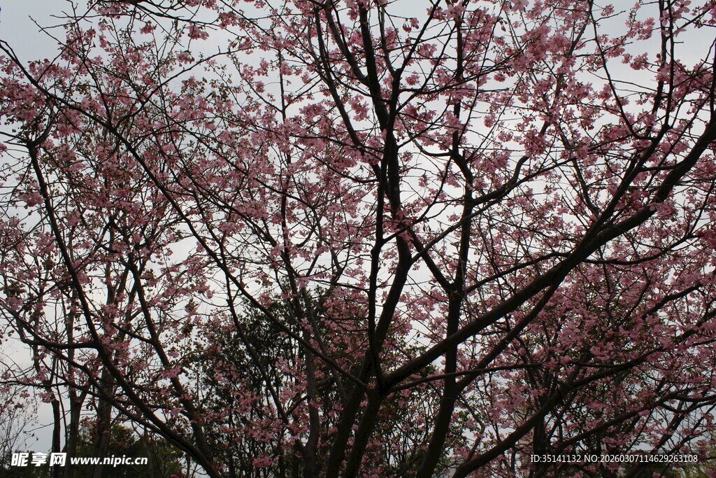 樱花