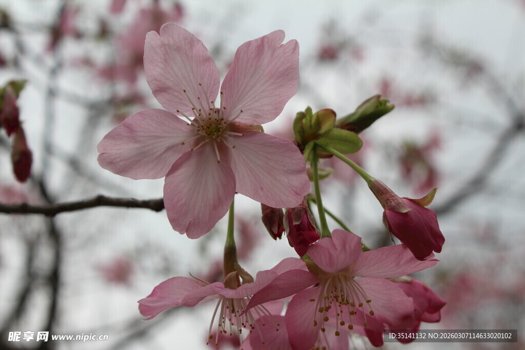 樱花