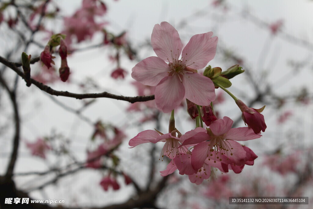 樱花