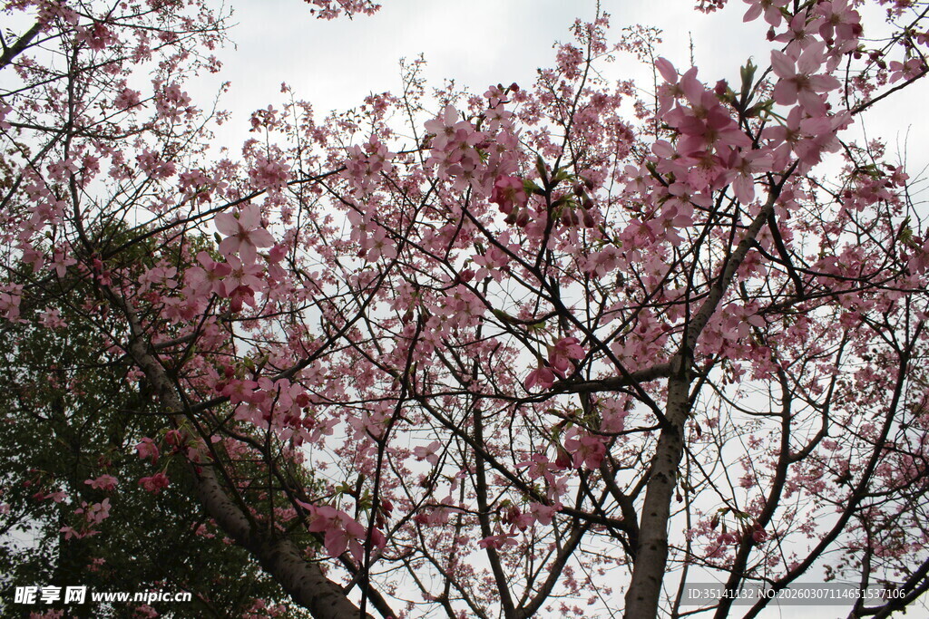 樱花