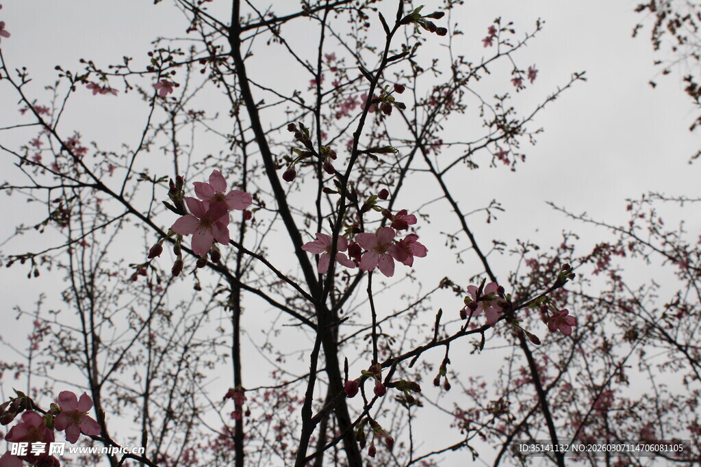 樱花