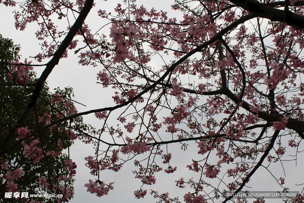 樱花