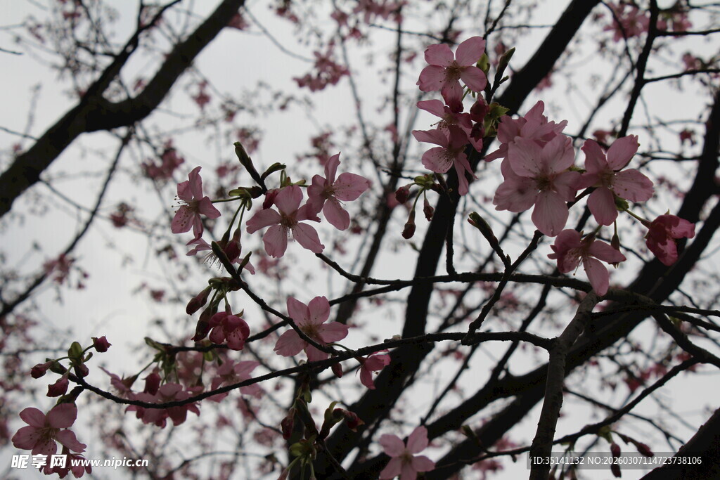樱花