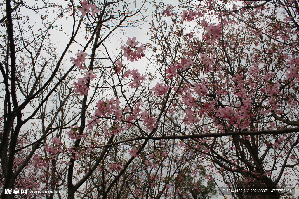 樱花