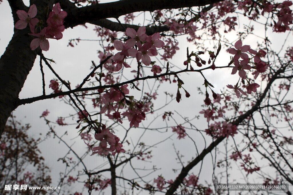 樱花
