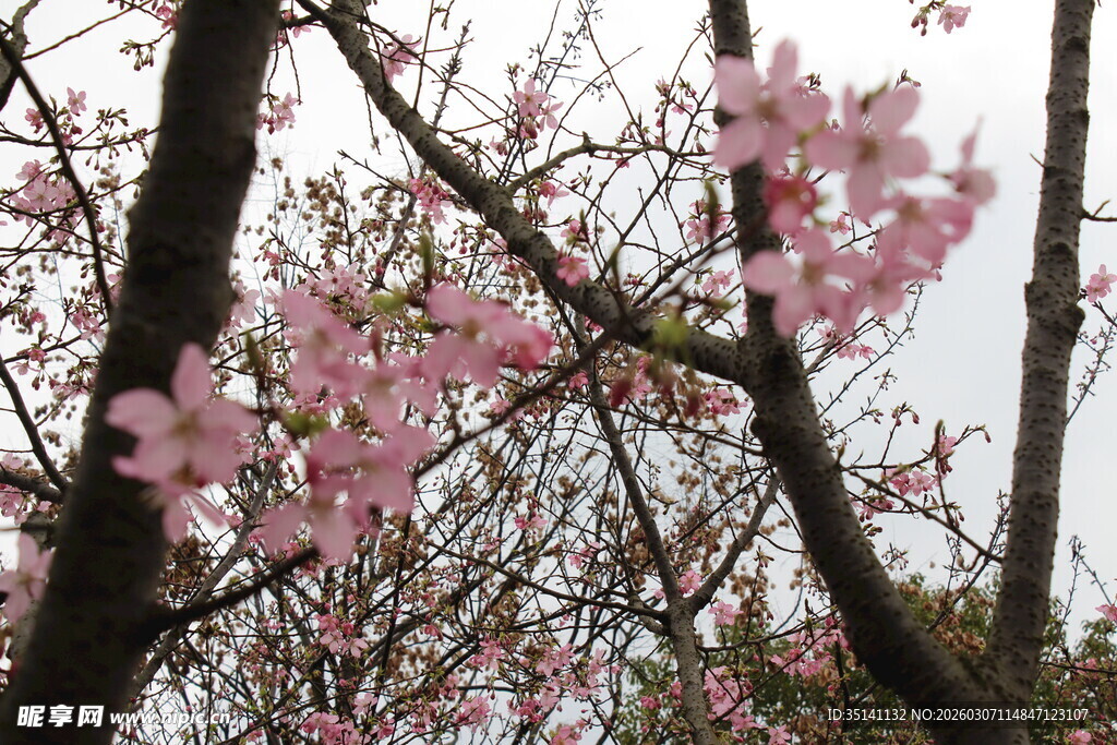 樱花