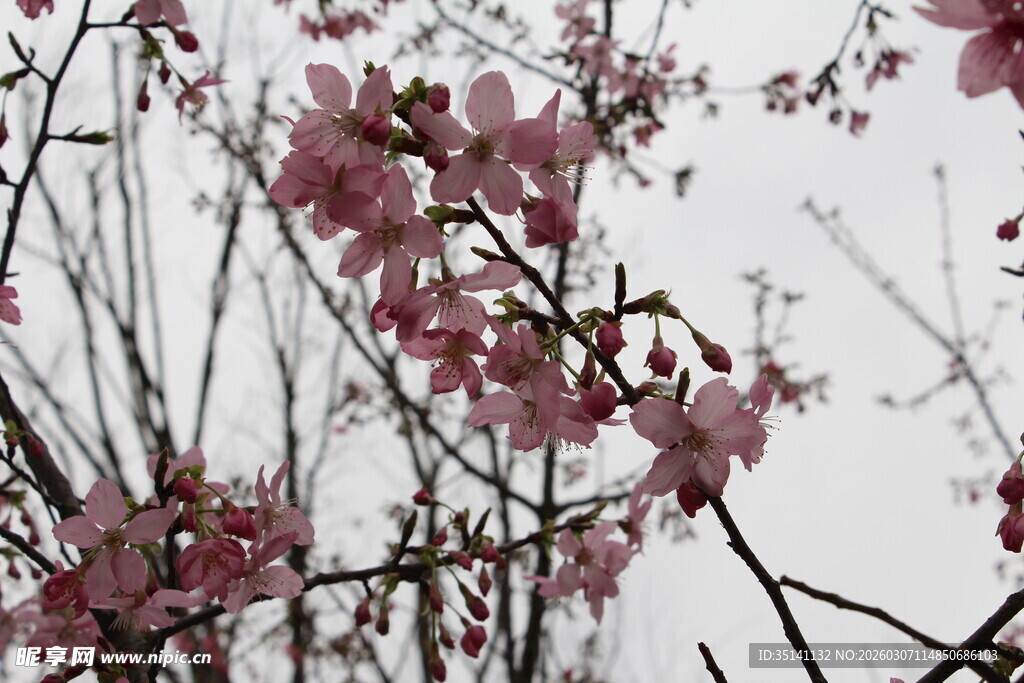 樱花