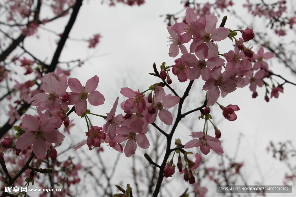 樱花